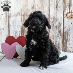 Hawk, Mini Labradoodle Puppy